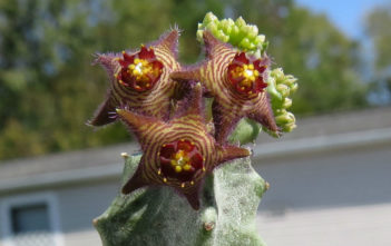 Caralluma europaea Caralluma europaea