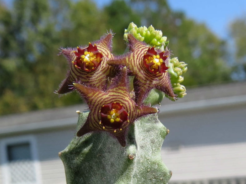 Caralluma europaea