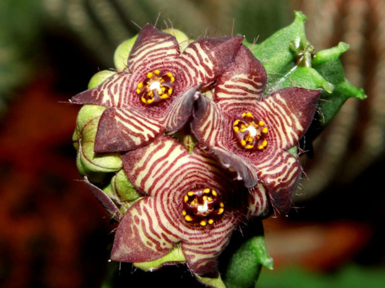 Apteranthes europaea aka Caralluma europaea