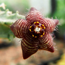 Caralluma europaea