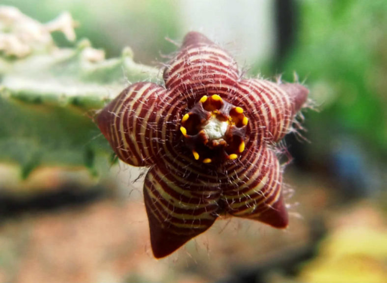Apteranthes europaea aka Caralluma europaea