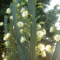 Cereus hildmannianus subsp. uruguayanus (Spiny Hedge Cactus)