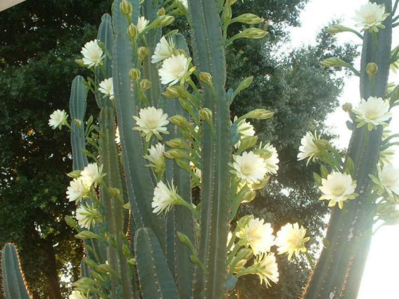 Cereus hildmannianus subsp. uruguayanus (Spiny Hedge Cactus)
