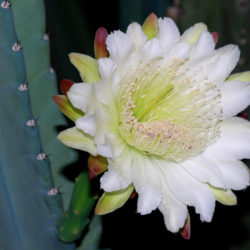 Cereus hildmannianus subsp. uruguayanus (Spiny Hedge Cactus)