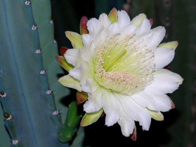 Cereus hildmannianus subsp. uruguayanus (Spiny Hedge Cactus)
