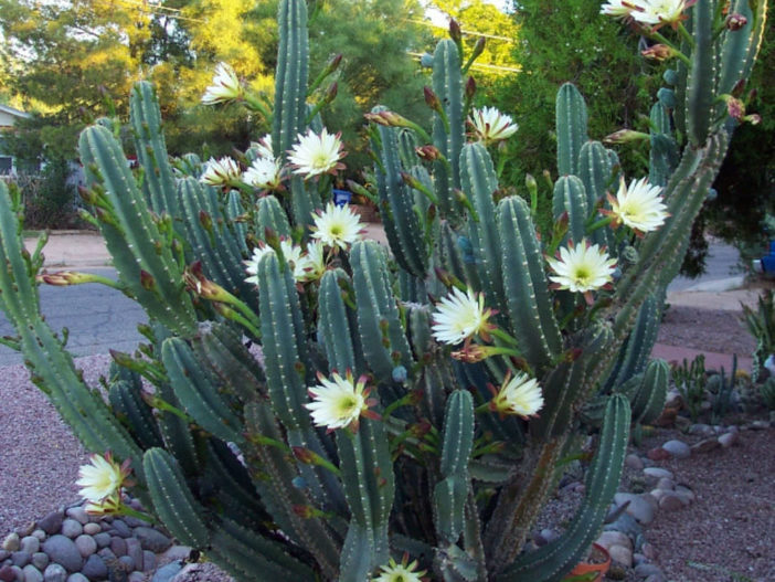 Cereus hildmannianus subsp. uruguayanus (Spiny Hedge Cactus)