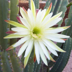 Cereus hildmannianus subsp. uruguayanus (Spiny Hedge Cactus)