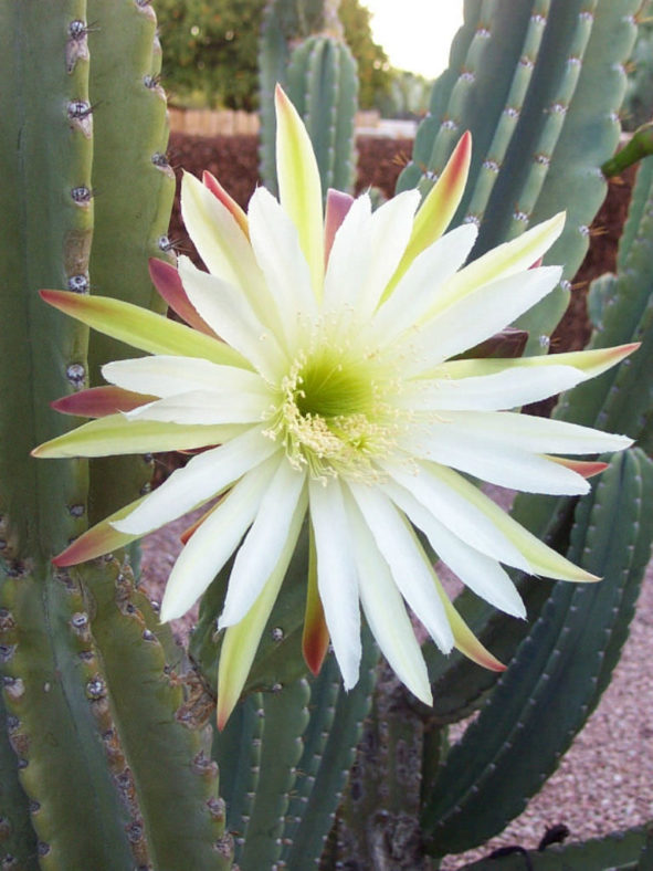 Cereus hildmannianus subsp. uruguayanus (Spiny Hedge Cactus)