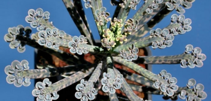 Grow And Care For A Chandelier Plant, Chandelier Plant Benefits