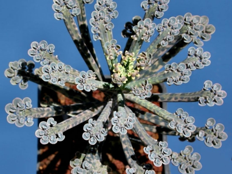 How to Grow and Care for a Chandelier Plant World of Succulents