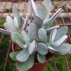 Cotyledon orbiculata 'Huisrivier Pass' - Huis River Pig's Ear