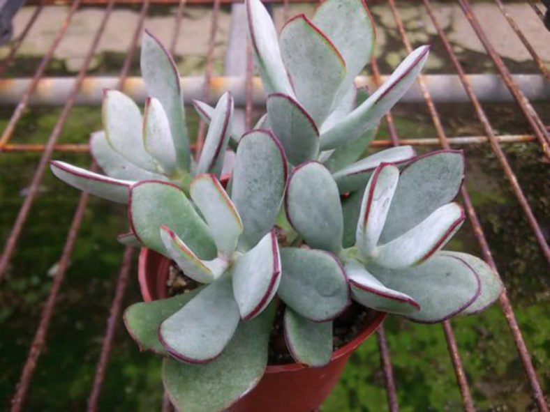 Cotyledon orbiculata 'Huisrivier Pass' - Huis River Pig's Ear