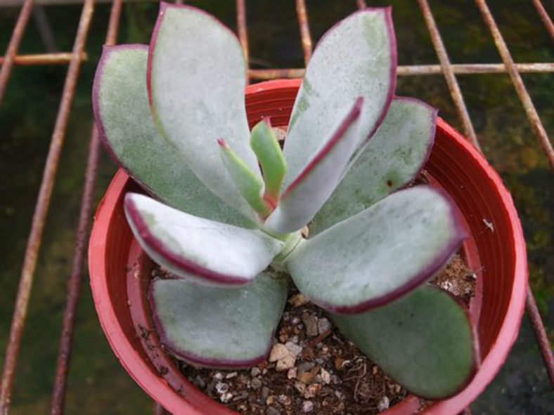 Cotyledon orbiculata 'Huisrivier Pass' - Huis River Pig's Ear