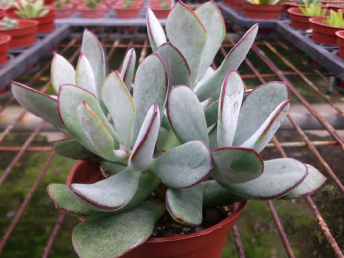 Cotyledon orbiculata 'Huisrivier Pass' - Huis River Pig's Ear