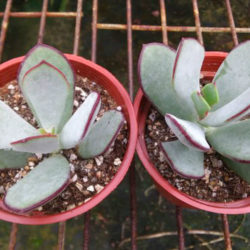 Cotyledon orbiculata 'Huisrivier Pass' - Huis River Pig's Ear