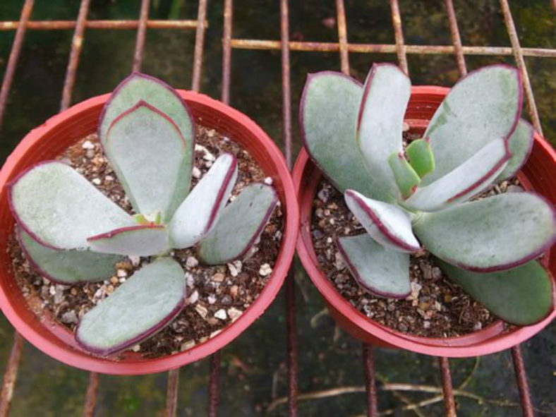 Cotyledon orbiculata 'Huisrivier Pass' - Huis River Pig's Ear