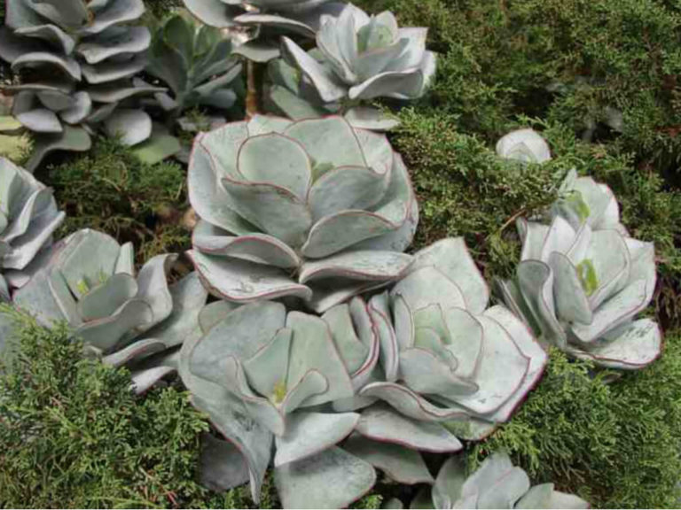 Cotyledon orbiculata 'Lighthouse Road' (Pig's Ears) - World of Succulents