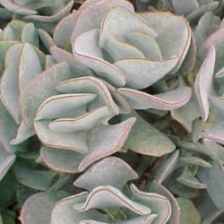 Cotyledon orbiculata 'Lighthouse Road' - Pig's Ears