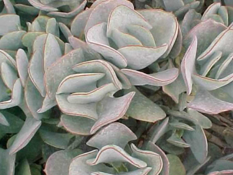 Cotyledon orbiculata 'Lighthouse Road' - Pig's Ears