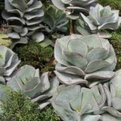 Cotyledon orbiculata 'Lighthouse Road' - Pig's Ears
