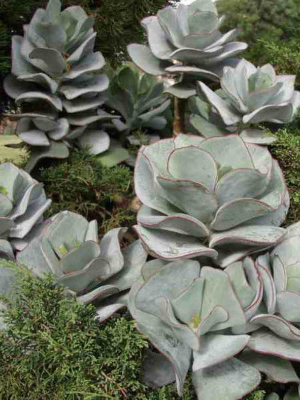 Cotyledon orbiculata 'Lighthouse Road' - Pig's Ears