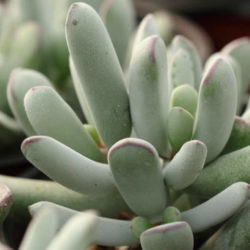 Cotyledon orbiculata var. dinteri