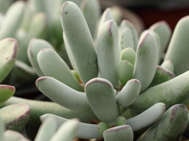 Cotyledon orbiculata f. dinteri aka Cotyledon orbiculata var. dinteri