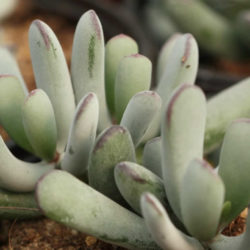 Cotyledon orbiculata var. dinteri