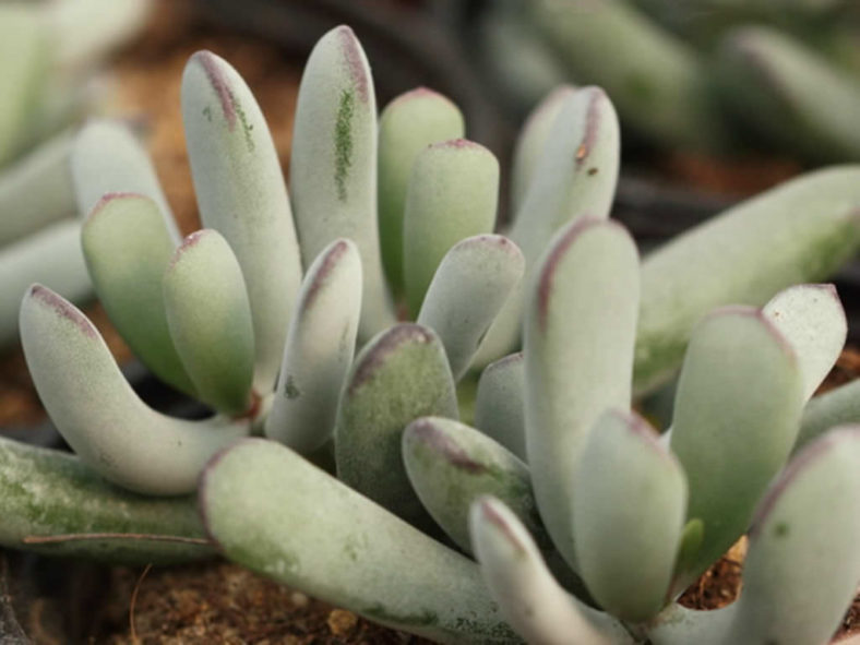 Cotyledon orbiculata f. dinteri aka Cotyledon orbiculata var. dinteri
