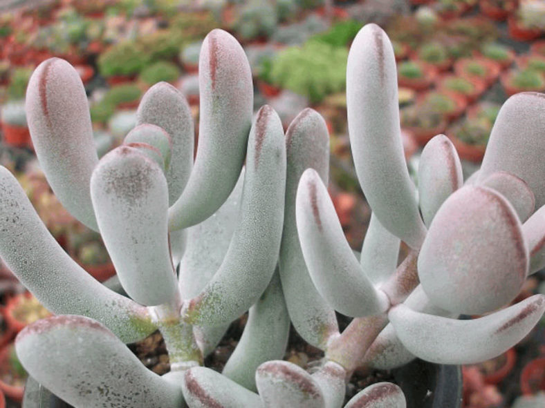 Cotyledon orbiculata var. dinteri