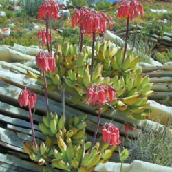 Cotyledon orbiculata var. dinteri