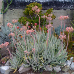 Cotyledon orbiculata var. oblonga - Finger Aloe