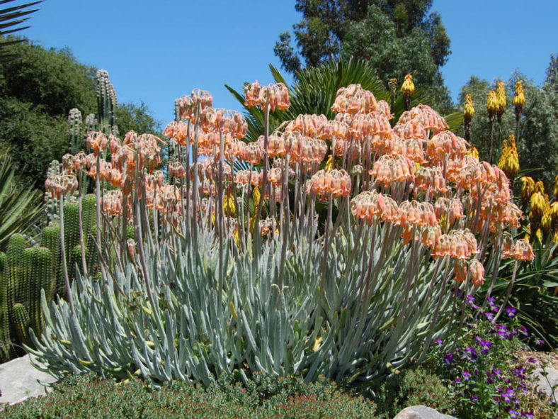 Cotyledon orbiculata var. oblonga - Finger Aloe