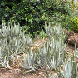 Cotyledon orbiculata var. oblonga - Finger Aloe