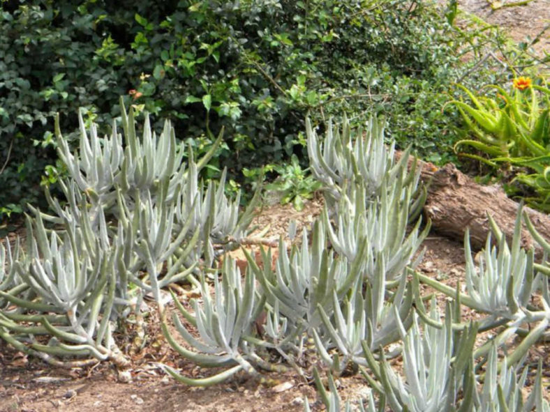 Cotyledon orbiculata var. oblonga - Finger Aloe