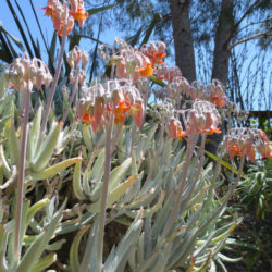 Cotyledon orbiculata var. oblonga - Finger Aloe
