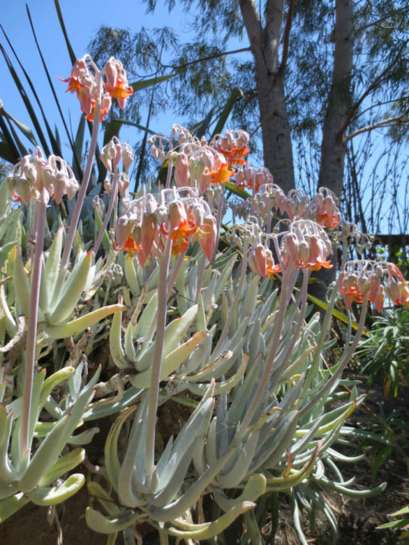 Cotyledon orbiculata var. oblonga - Finger Aloe