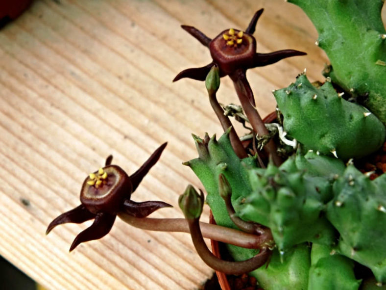 Duvalia caespitosa