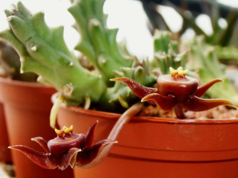 Duvalia caespitosa