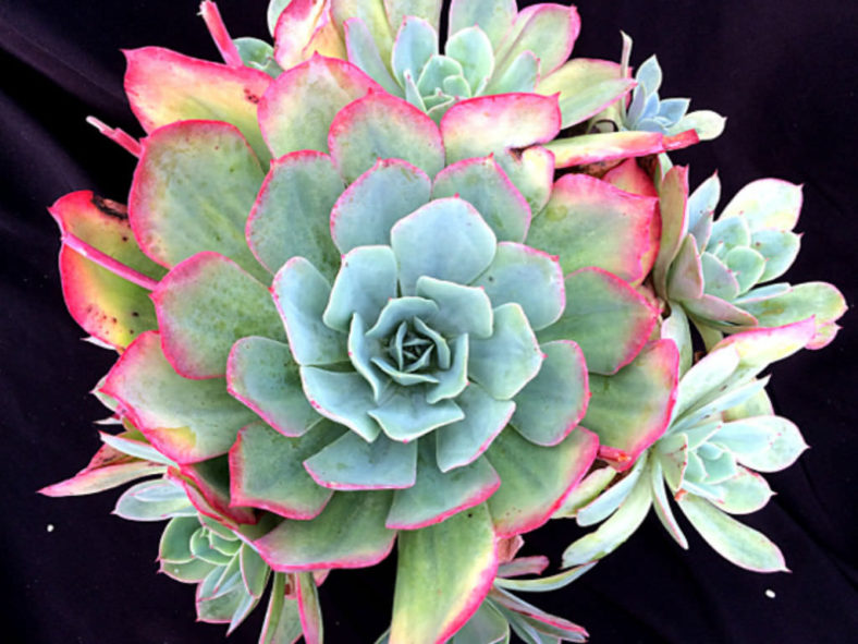 Echeveria 'Ed Hummel'