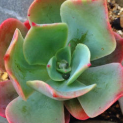 Echeveria 'Ed Hummel'