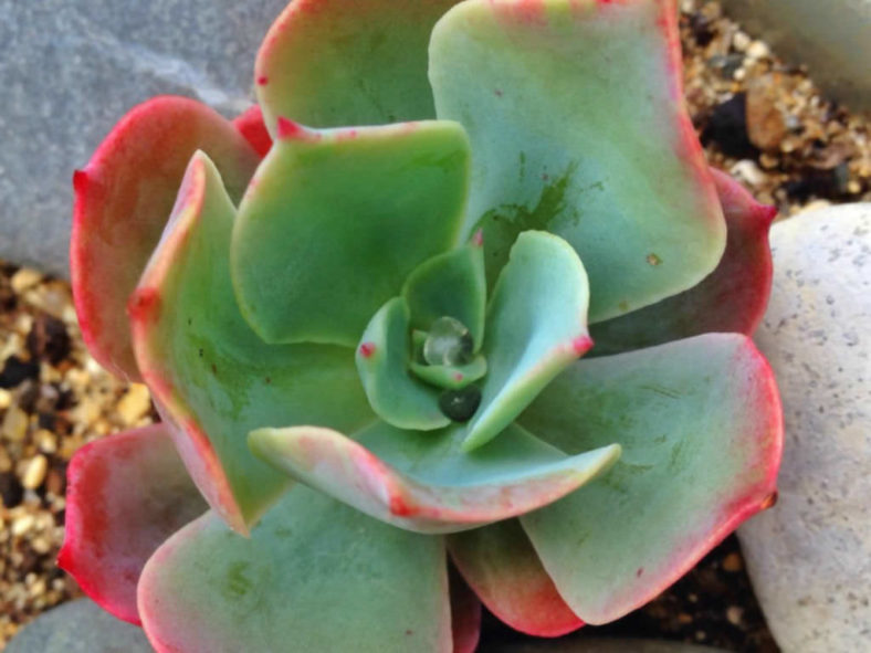 Echeveria 'Ed Hummel'