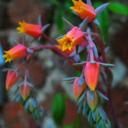 Echeveria 'Ed Hummel'