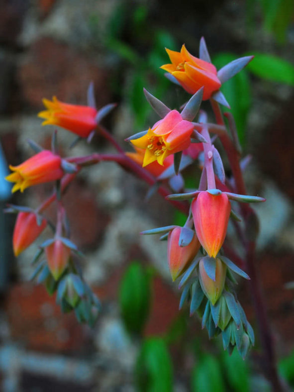 Echeveria 'Ed Hummel'
