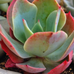 Echeveria 'Ed Hummel'