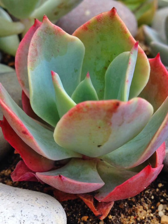 Echeveria 'Ed Hummel'