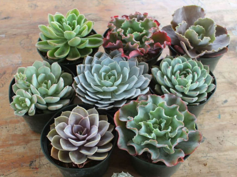 4 Tips to Fix a Wilting Echeveria World of Succulents