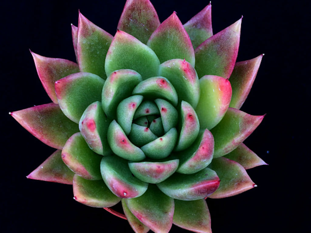 Echeveria 'Miranda' aka Echeveria agavoides 'Miranda'