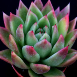 Echeveria 'Miranda' aka Echeveria agavoides 'Miranda'