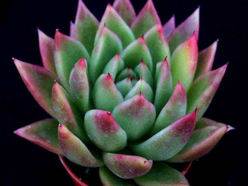 Echeveria 'Miranda' aka Echeveria agavoides 'Miranda'
